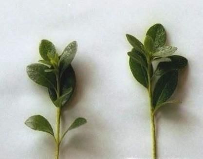 栀子花的育苗方法