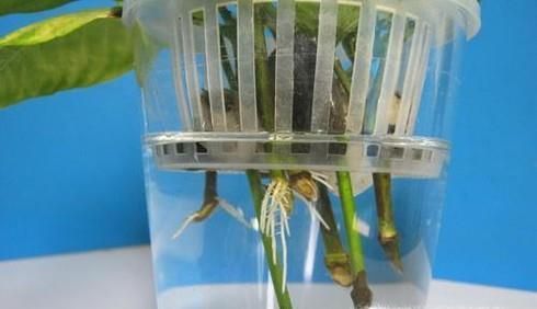 栀子花的育苗方法