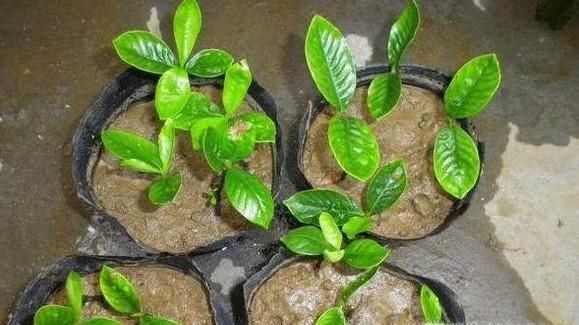 栀子花的育苗方法