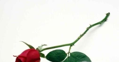 干花制作 如何制作玫瑰花干花？