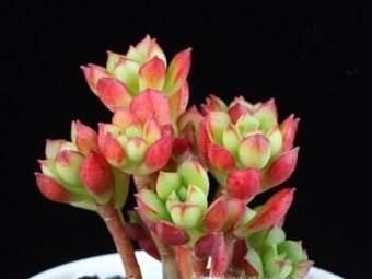 多肉酥皮鸭怎么养