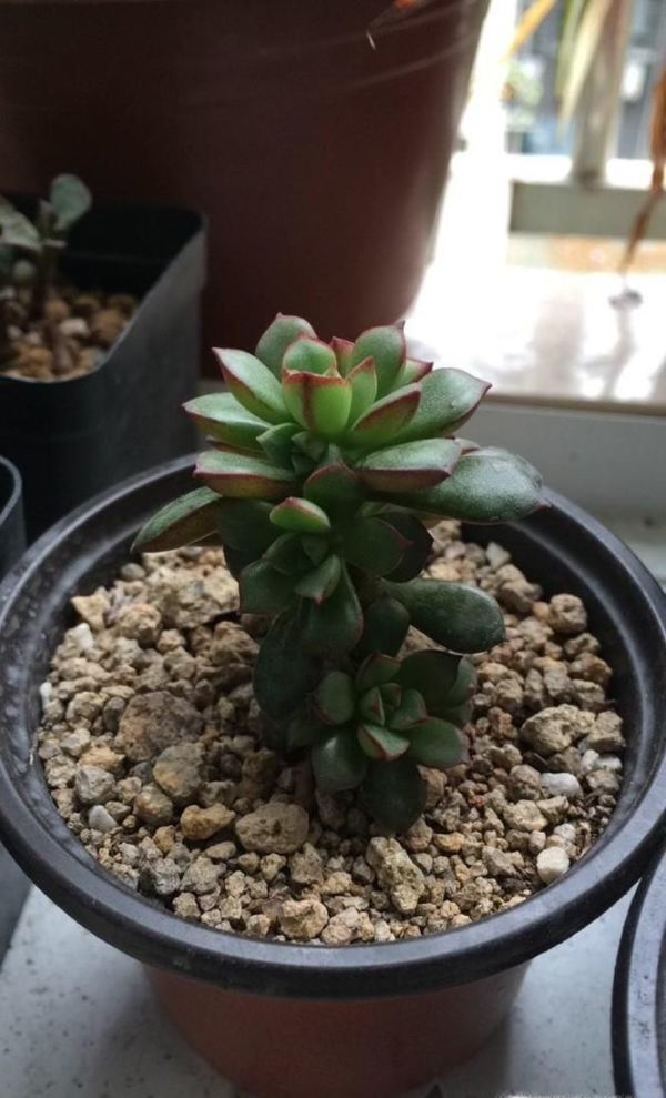 多肉酥皮鸭怎么养