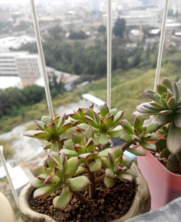 多肉酥皮鸭怎么养