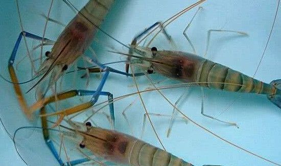 罗氏虾怎么去除虾线