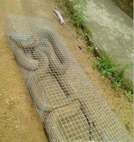 怎么抓蛇？自己怎么样制作抓蛇的工具