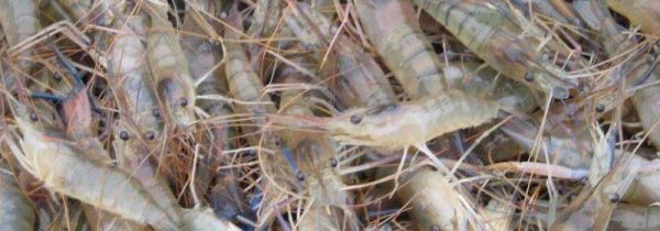 罗氏虾怎么清洗