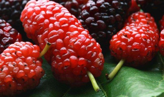 桑葚的禁忌副作用