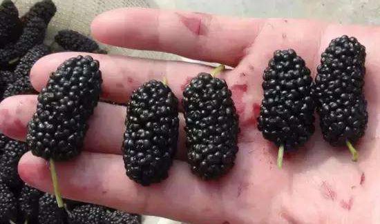 桑葚的禁忌副作用