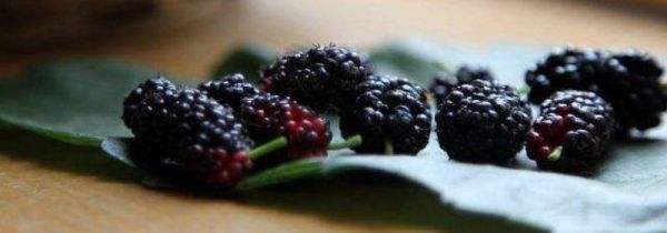 桑葚的禁忌副作用