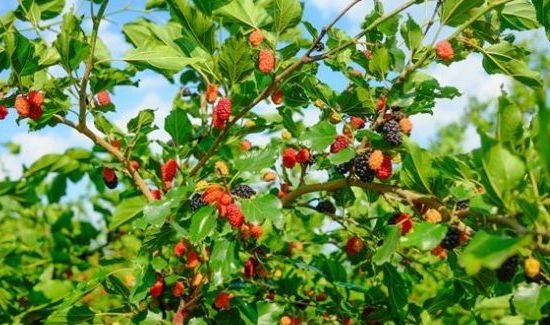 桑葚的禁忌副作用