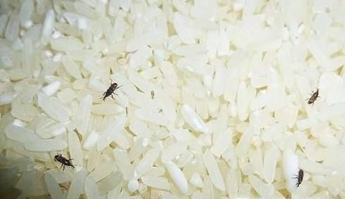 米生虫了怎么办？如何预防大米生虫？