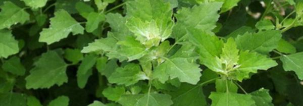 灰灰菜怎样长期保存