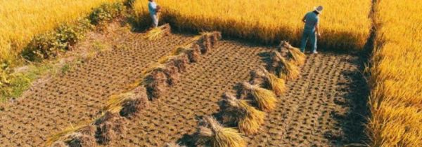 稻谷怎样长期保存