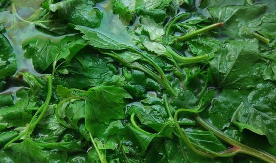 灰灰菜怎样长期保存