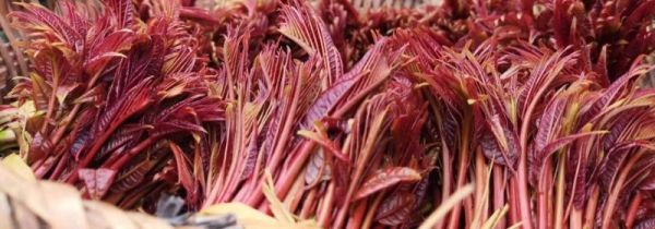 新鲜香椿怎样长期保存