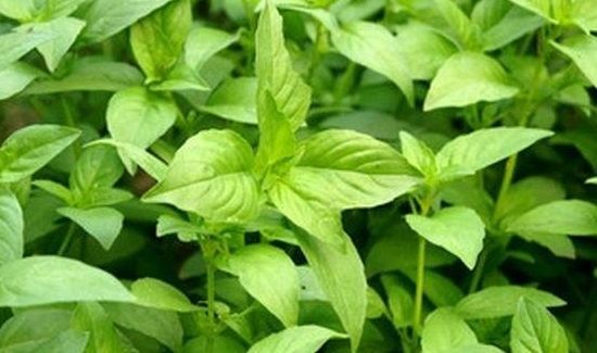 新鲜荆芥怎样长期保存