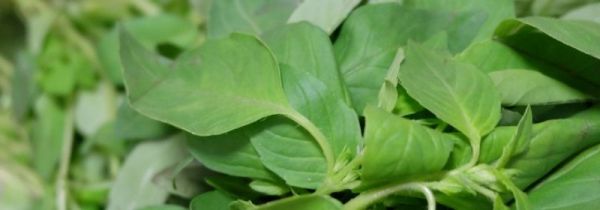 新鲜荆芥怎样长期保存