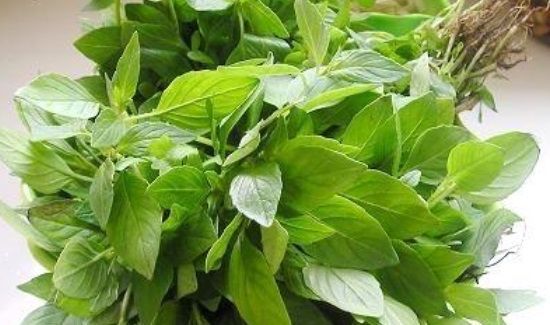 新鲜荆芥怎样长期保存