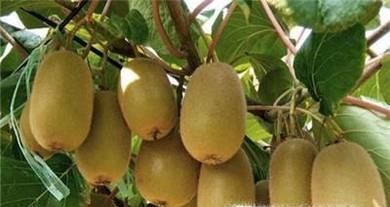 便秘了可以吃哪些水果？