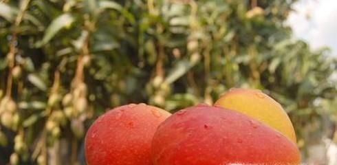 哪些水果放冰箱会加速腐烂？