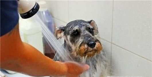 被螨虫咬了有什么症状？夏季如何预防螨虫？