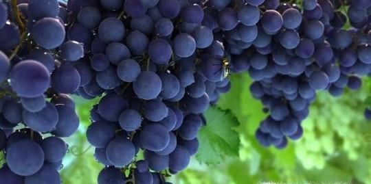 晚上失眠怎么办？失眠吃什么食物好