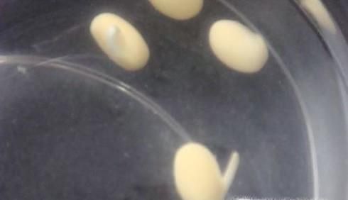 做豆浆的时候要注意什么？