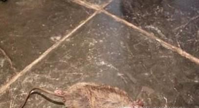 屋里死老鼠的味道怎么去除
