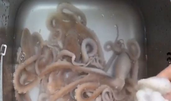八爪鱼怎么清洗