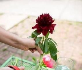 告诉你实体花店给鲜花保鲜的四个方法