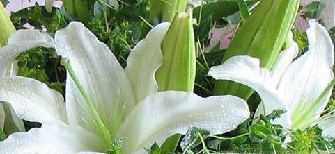 告诉你实体花店给鲜花保鲜的四个方法