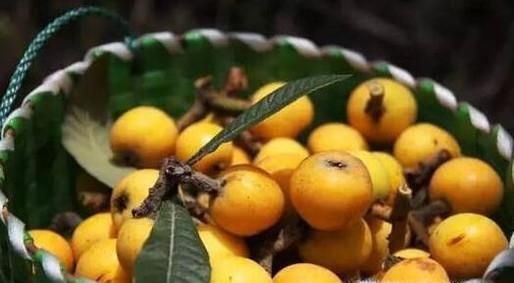 枇杷的保存方法是什么