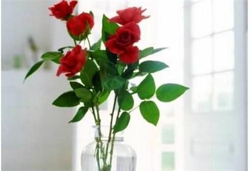 玫瑰花如何延长保鲜