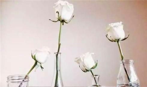 玫瑰花如何延长保鲜