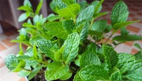 如何处理厕所异味？