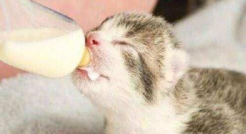 公猫绝育术前准备