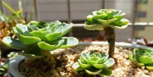 多肉植物摊大饼了怎么办