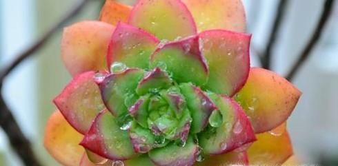 多肉植物摊大饼了怎么办