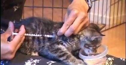 公猫绝育术前准备