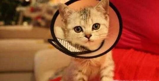 公猫绝育术前准备