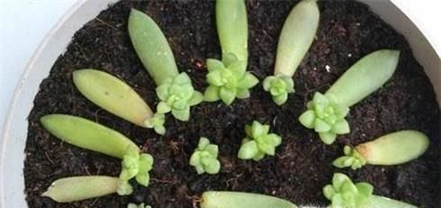 多肉植物摊大饼了怎么办