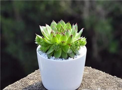 多肉植物摊大饼了怎么办