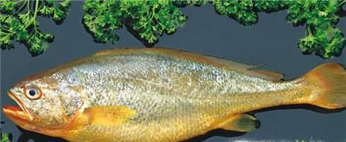 夏天适合吃什么肉