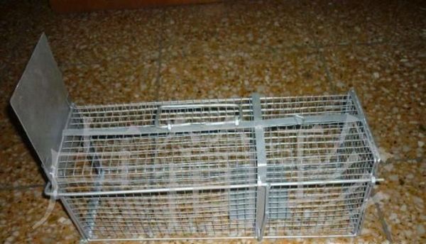 家里有老鼠怎么消灭？老鼠怎么赶走？