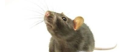 家里有老鼠怎么消灭？老鼠怎么赶走？