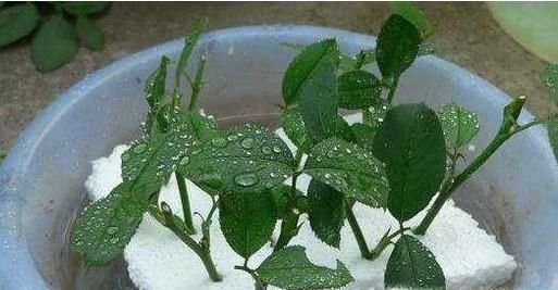 月季泡水生根方法