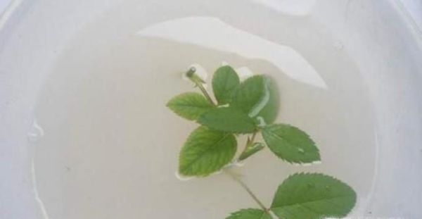 月季泡水生根方法