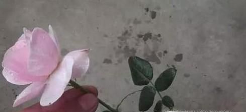 月季泡水生根方法