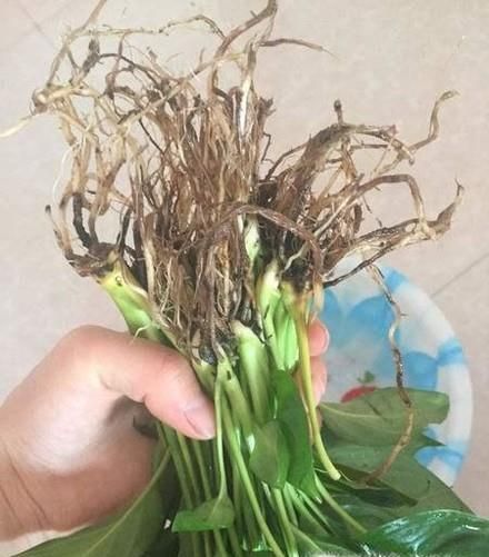 一帆风顺烂根怎么办