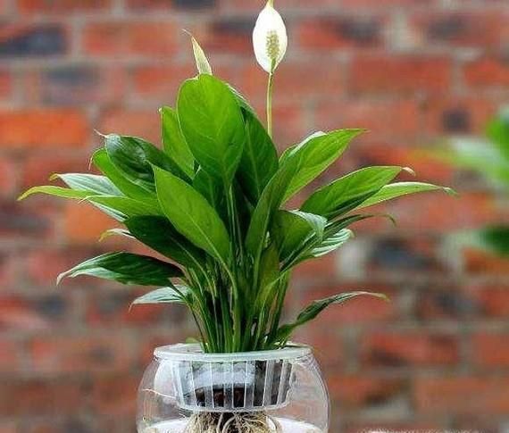 一帆风顺烂根怎么办